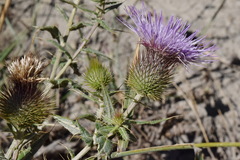 Cirsium serrulatum
