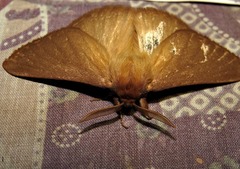 Phyllalia patens