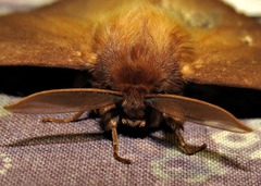 Phyllalia patens