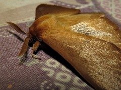 Phyllalia patens
