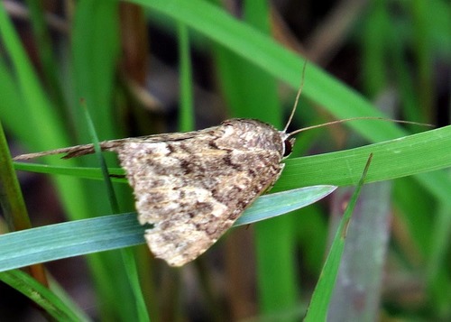 Anacleora