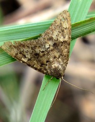 Anacleora extremaria