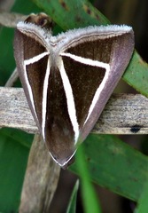 Chalciope delta