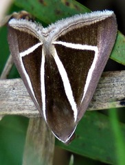 Chalciope delta