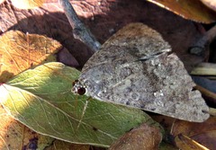 Anacleora extremaria