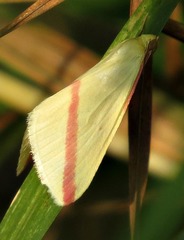 Rhodometra sacraria