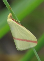 Rhodometra sacraria