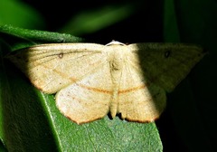 Traminda falcata