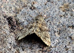 Anacleora extremaria