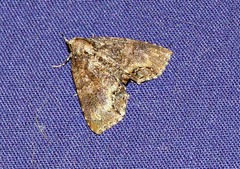 Rhynchodontodes antistropha