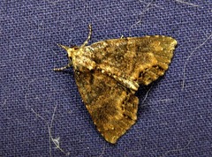 Rhynchodontodes antistropha