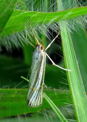 Aurotalis nigrisquamalis