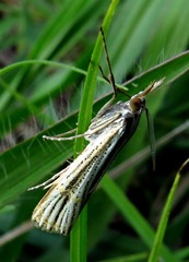 Aurotalis nigrisquamalis