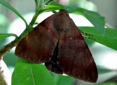 Plecopterodes moderata