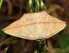 Traminda falcata