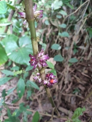 Amischotolype hispida