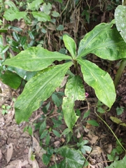 Amischotolype hispida
