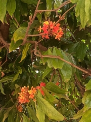 Saraca asoca