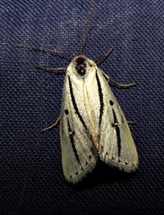 Grammarctia bilinea