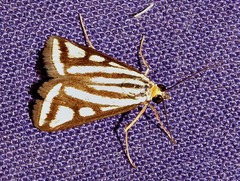 Loxostege venustalis