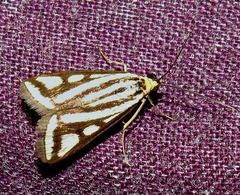 Loxostege venustalis