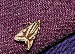 Loxostege venustalis