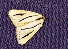 Grammarctia bilinea