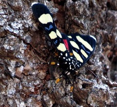 Heraclia africana