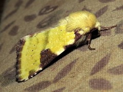Heliothis flavirufa