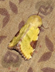 Heliothis flavirufa