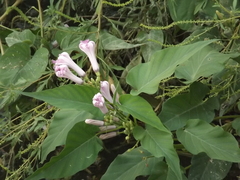 Ipomoea carnea fistulosa