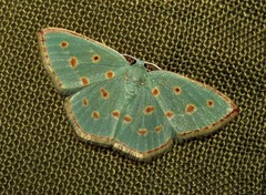 Comostolopsis stillata stillata