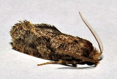 Compsoctena