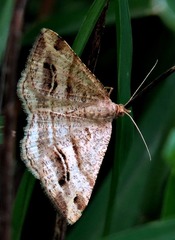 Chiasmia furcata