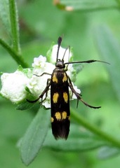 Eretmocera laetissima