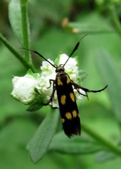 Eretmocera laetissima