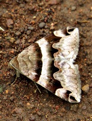 Dysgonia angularis