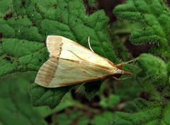 Pseudonoorda rubricostalis