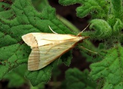 Pseudonoorda rubricostalis