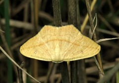 Traminda falcata