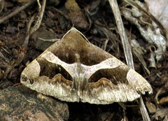 Dysgonia derogans