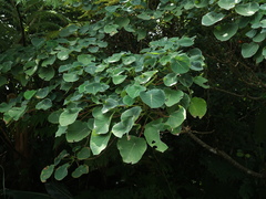 Homalanthus fastuosus