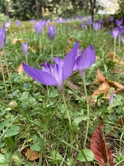Crocus banaticus