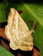 Chiasmia furcata