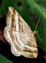 Chiasmia furcata