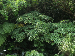 Homalanthus fastuosus