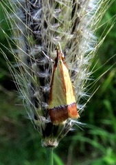 Pseudonoorda rubricostalis