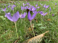Crocus banaticus