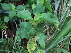 Acalypha grandibracteata