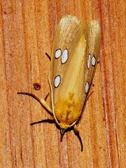 Rhanidophora cinctigutta